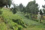 03 indo2010-88