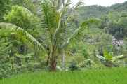 04 indo2010-33