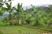 07 indo2010-069