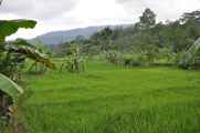 07 indo2010-070