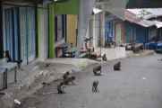 07 indo2010-073