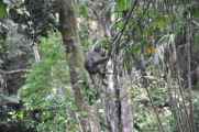 07 indo2010-084