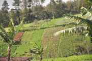 07 indo2010-089