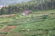 07 indo2010-095