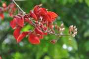 08 indo2010-006
