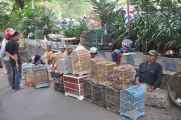 08 indo2010-027