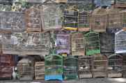 08 indo2010-031