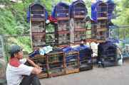 08 indo2010-034