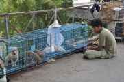 08 indo2010-035