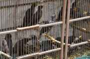 08 indo2010-039