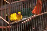 08 indo2010-040