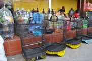08 indo2010-045