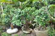 08 indo2010-055