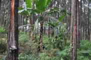 09 indo2010-57