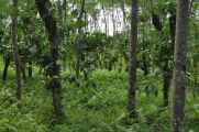 10 indo2010-06