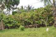 10 indo2010-17