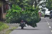 10 indo2010-22