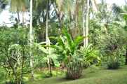 11 indo2010-019