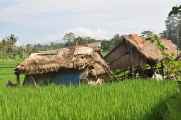 11 indo2010-022