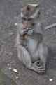 11 indo2010-032