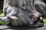 11 indo2010-036