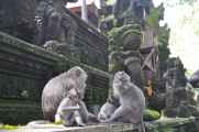 11 indo2010-037