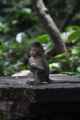 11 indo2010-051