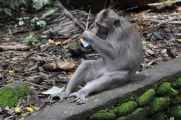 11 indo2010-052
