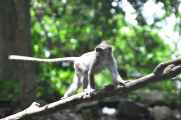 11 indo2010-053