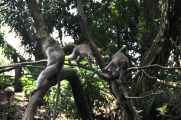 11 indo2010-054