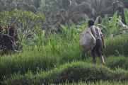 11 indo2010-066