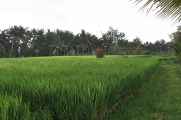 11 indo2010-069