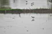 11 indo2010-077