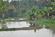 11 indo2010-078