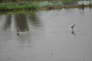 11 indo2010-079