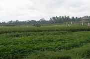 11 indo2010-080