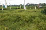 11 indo2010-081