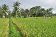 11 indo2010-086