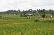 11 indo2010-087