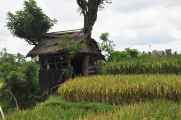 11 indo2010-088