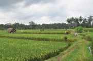 11 indo2010-089