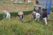 11 indo2010-093