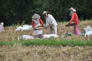 11 indo2010-094
