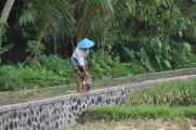 11 indo2010-096