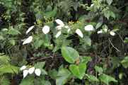 11 indo2010-112