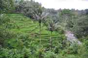 11 indo2010-113