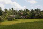 11 indo2010-137