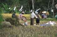 12 indo2010-60