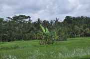 12 indo2010-73