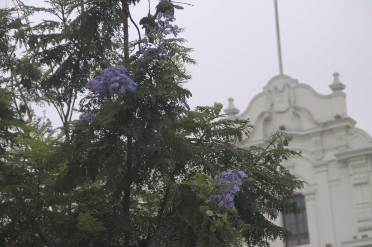 020 110504 Lima